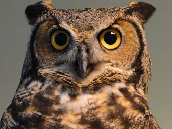 owl